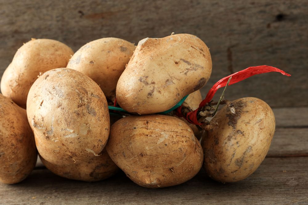 Yam Bean. Jicama Can Be Eaten Raw or Cooked