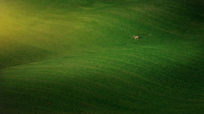Endless green field with grazing animal