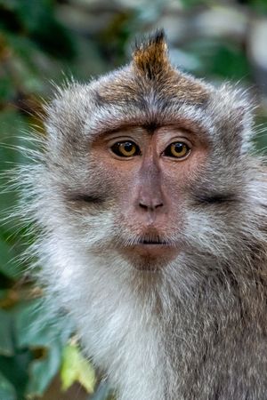 Monkey in close up