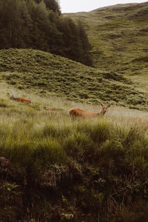 Wild deer in green grass