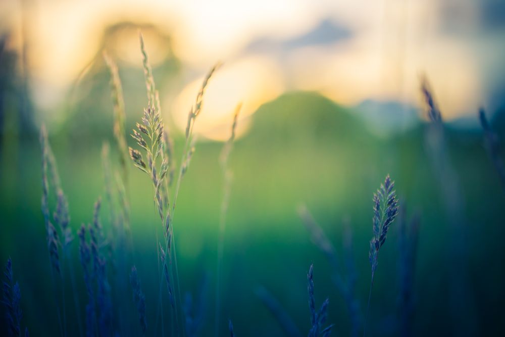 Shot of blades of long grass
