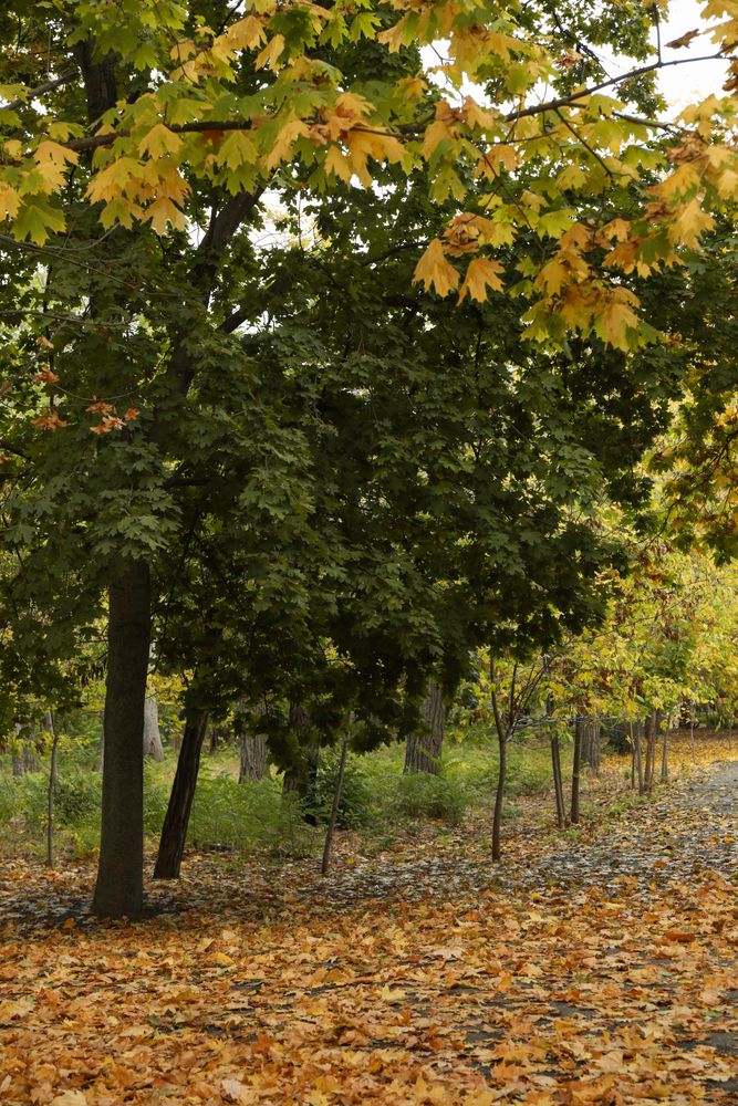 Trees and autumn leaves strewn on a path in park