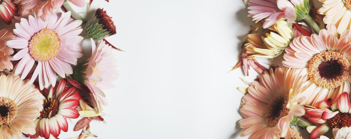 Floral background with  pink gerbera flowers