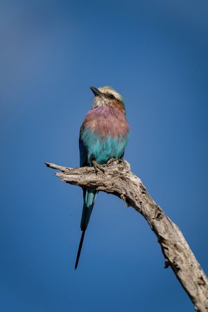 Lilac-breasted roller on dead branch with catchlight