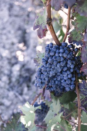 Grapes on a vine