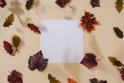 Fall leaves and shadows on sand pastel background with square paper
