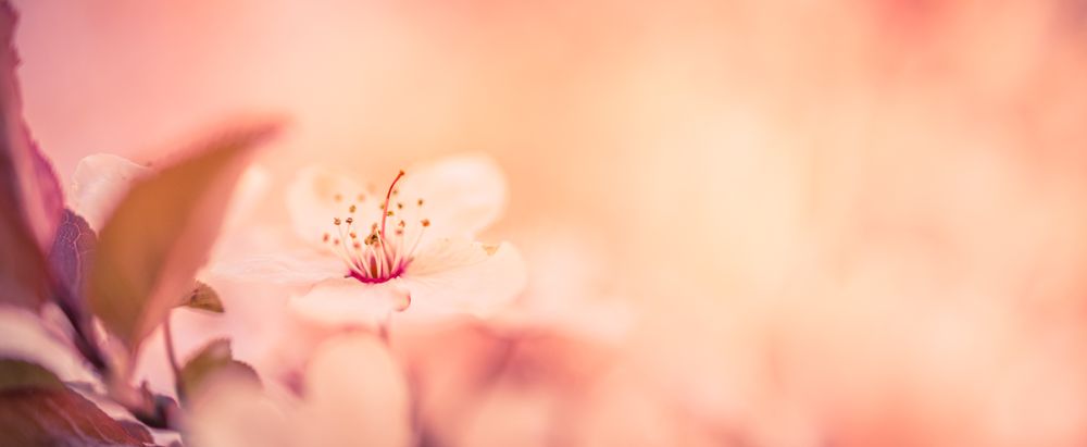 Cherry blossom, panorama close up with copy space