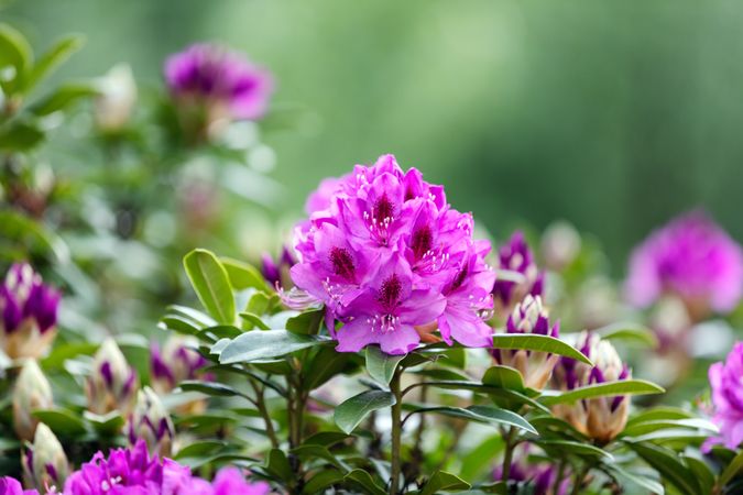 Blooming Rhododendron flowers with bokeh green background