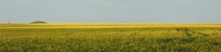 Beautiful rapeseed field. Amazing spring nature. Photo outdoor