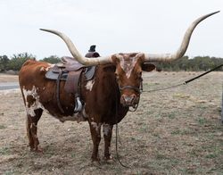 Texas long horned cattle shot in field with saddle Bandera, Texas B5ap80