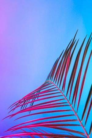 Palm leaf lit in bold neon  colors, on gradient blue to pink background