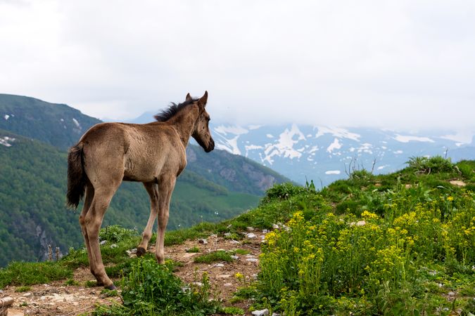 Foal stands on hillside overlooking snow-capped mountain range.