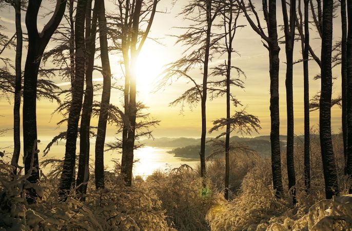 Majestic tall frosted trees beside riverside in sunrays