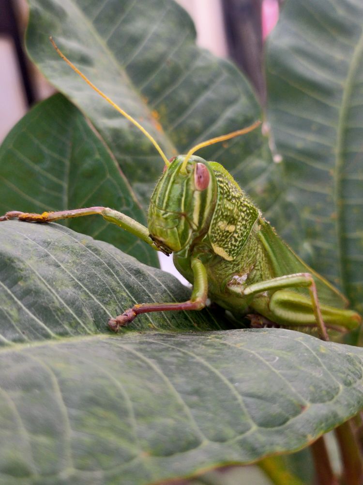 A macro shot of a green grasshopper perching among the frangipani leaves