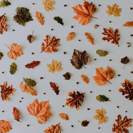 Lay out of autumnal pattern with leaves and nuts on light background