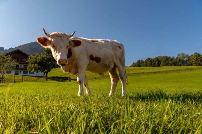 Cow grazing on a beautiful pasture in an alpine scenery on a sunny day in summer