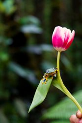 Wallace Flying Frog Flying Frog on the flower
