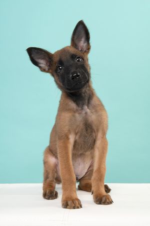 Belgian shepherd or Malinois dog puppy looking at the camera sitting on a turquoise blue background seen from the front
