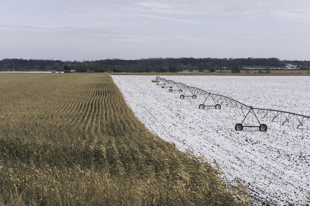 A half harvested, half snowy field