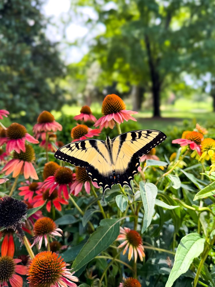 Eastern tiger swallowtail collecting pollen