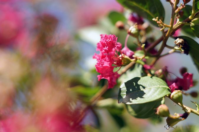 Bright red flowers on green bush in garden