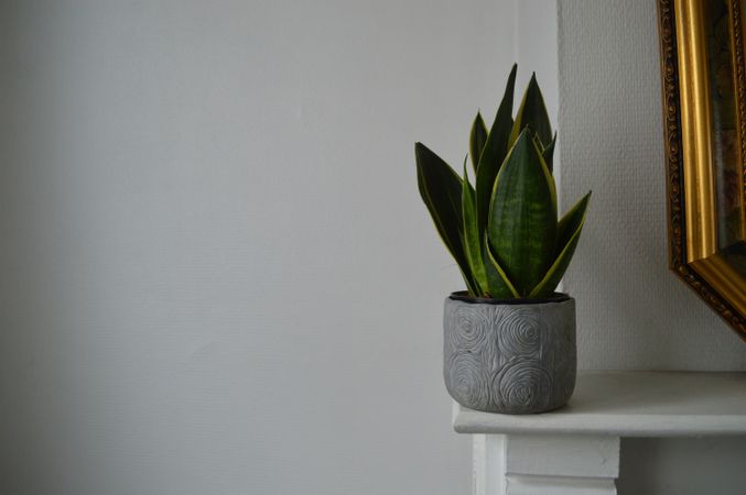 Potted Snake Plant on Minimalist Shelf