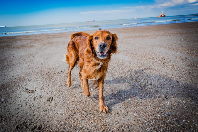 Golden retriever on the beach