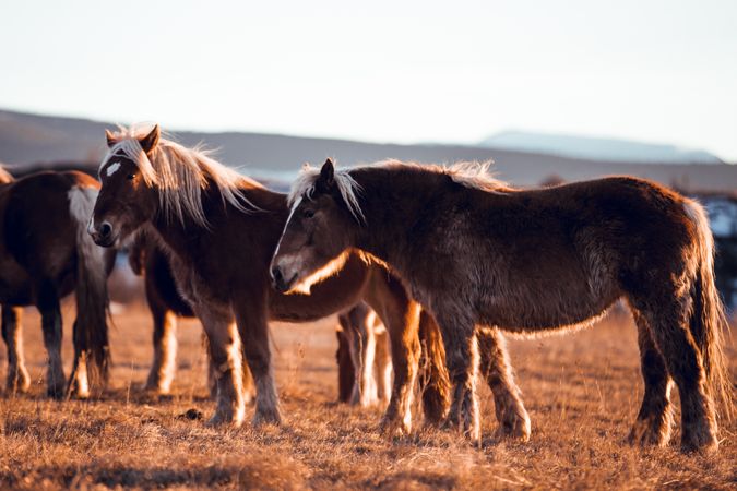 Wild horses pasturing on field near hills