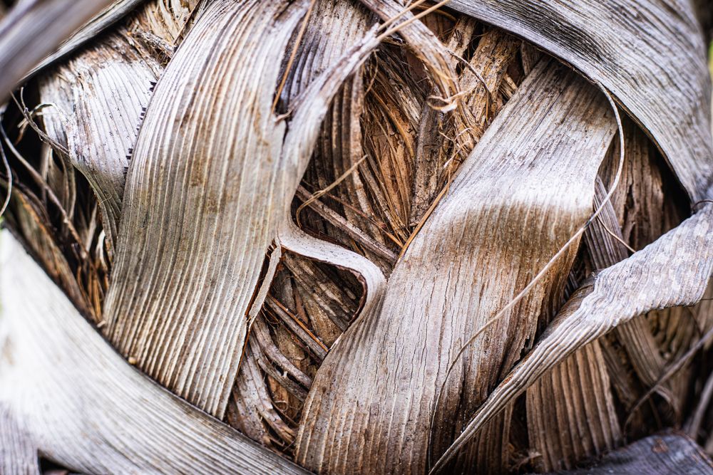 Bark of palm tree texture background