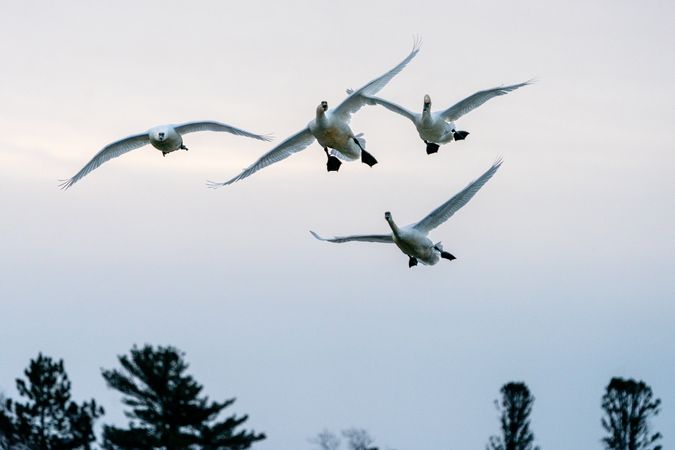 Trumpeter Swans with a slight wing collision in McGregor, Minnesota