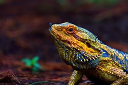 bearded dragon lizard on the wild