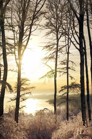 Majestic tall frosted trees beside riverside in sunrays
