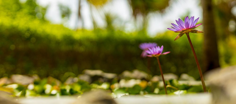 Purple daisy lotus growing, wide with copy space
