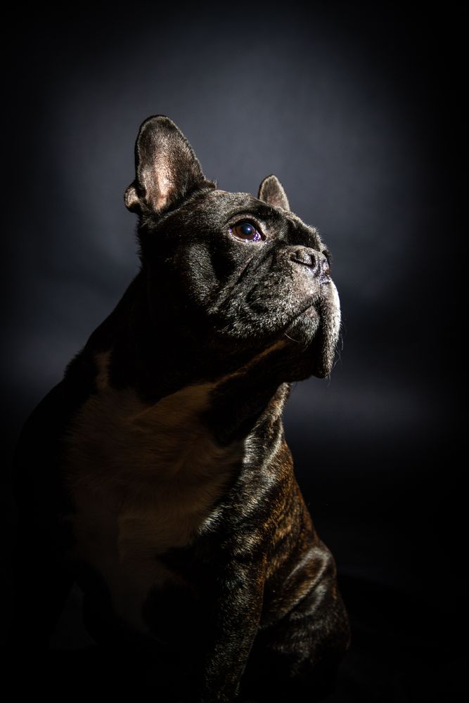 Old bulldog posing in studio
