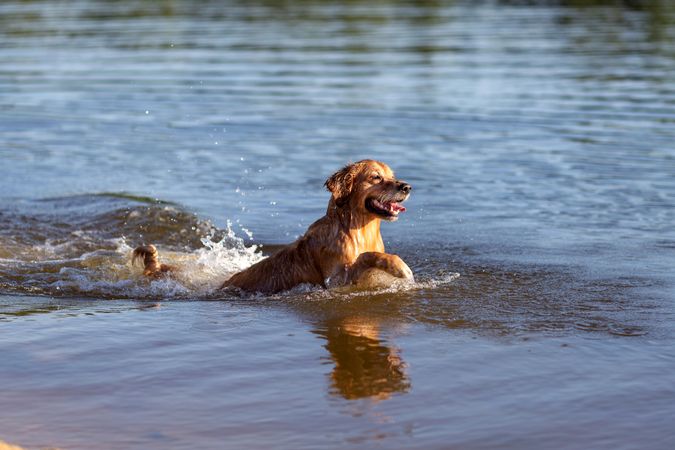Golden retriever swimming in the lake