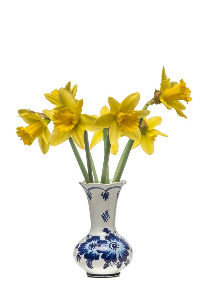 Bouquet of blooming Daffodils in a delfts blue vase at a light background