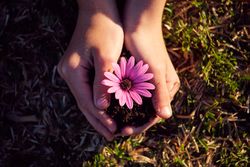 Crop gardener with blooming African daisy seedling on lawn