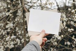Woman's hand holding blank greeting, invitation card, blooming cherry plum trees, blossoms in garden, orchard