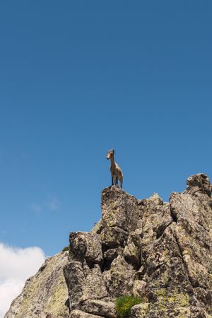 Young goats on high stone on background of blue sky