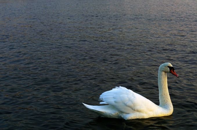 Graceful swan floating across still lake