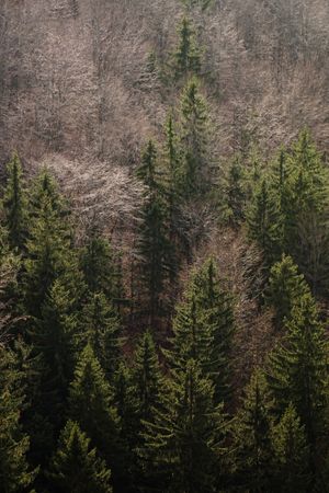 Mixed forest with coniferous and deciduous trees