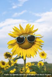 Sunflower wearing sunglasses in a field of sunflower 41yql4