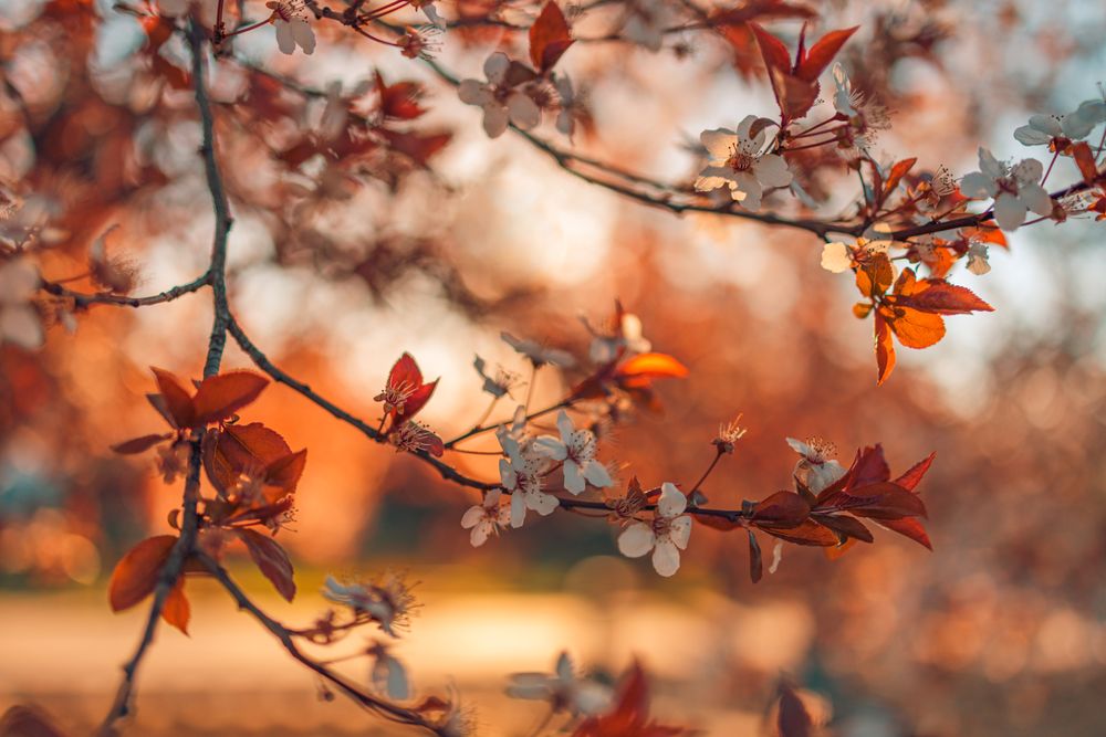 Cherry blossom branch in the autumn