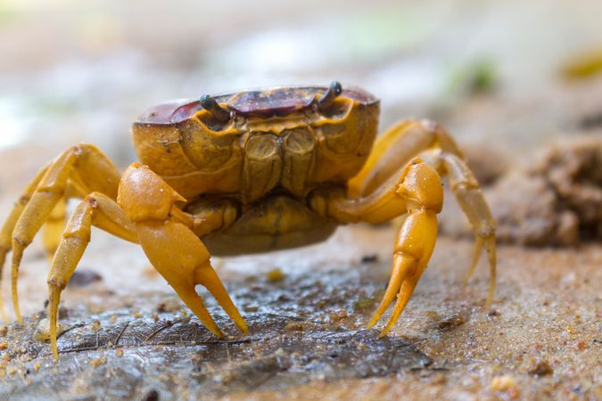 Brown crab on gray sand