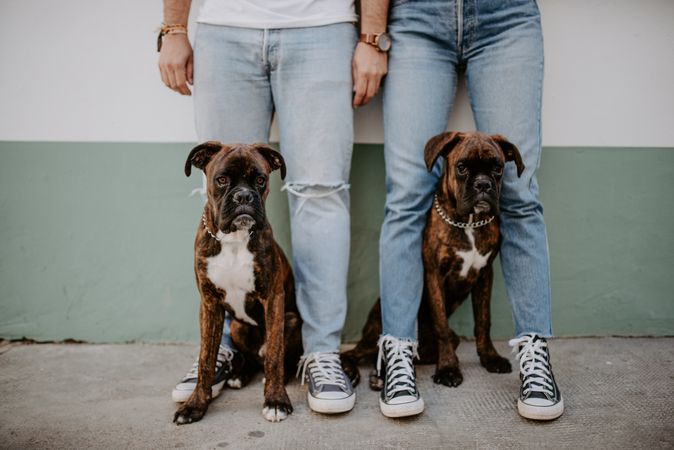 People standing and keeping cute boxers on leash