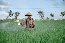 Front view of mature Asian farmer spraying rice green field