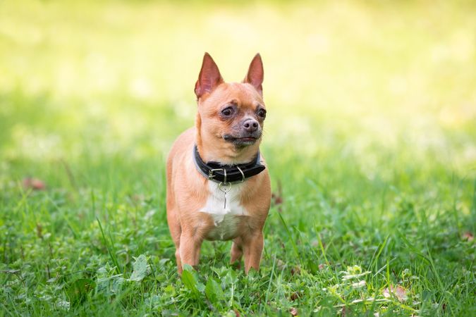 Chihuahua dog on green grass field