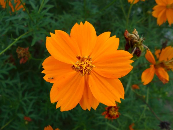 Cosmos sulphureus