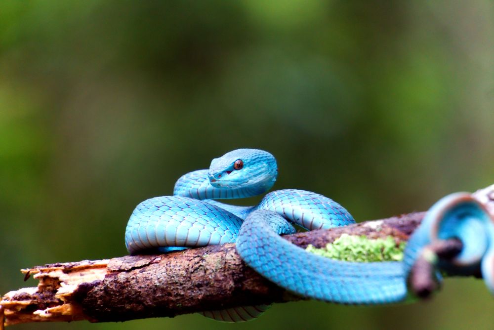 blue viper snake in the forest coiled around a tree trunk,