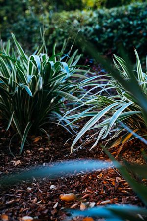 Close up of two ornamental grasses in garden